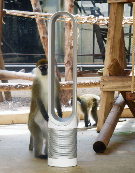 다이슨이 서울대공원 동물원에 기부한 다이슨 퓨어 쿨 공기청정 선풍기를 사바나원숭이가 신기한 듯 살펴보고 있다. <다이슨 제공>